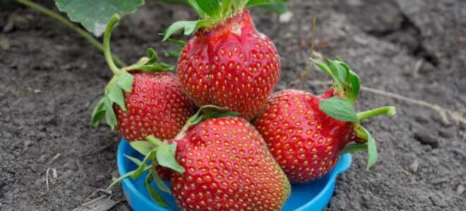 Клубника (земляника) Царица: описание сорта, особенности ухода, отзывы, фото
