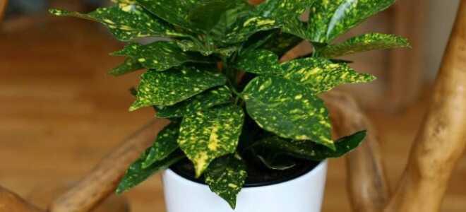 Аукуба — пёстрая любительница прохлады и полутени