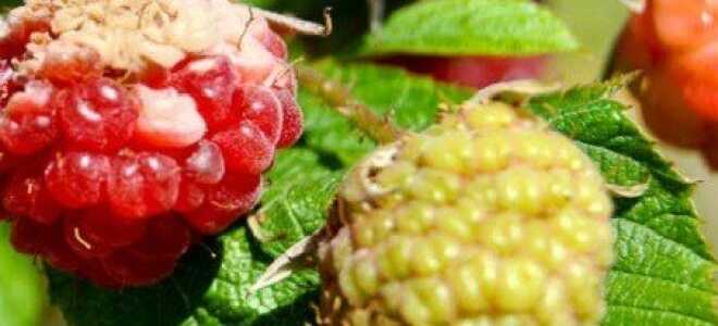 Как предотвратить болезни малины