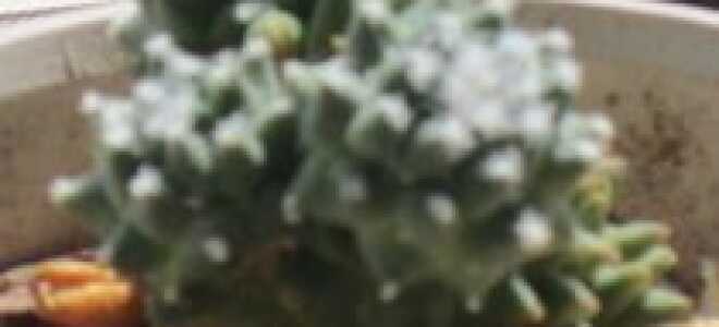 Мой эксперимент с кактусом