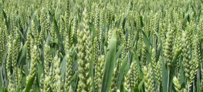 Уход за озимой пшеницей
