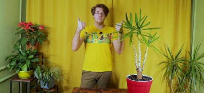 Пересаживаем юкку и дарим ей новую жизнь