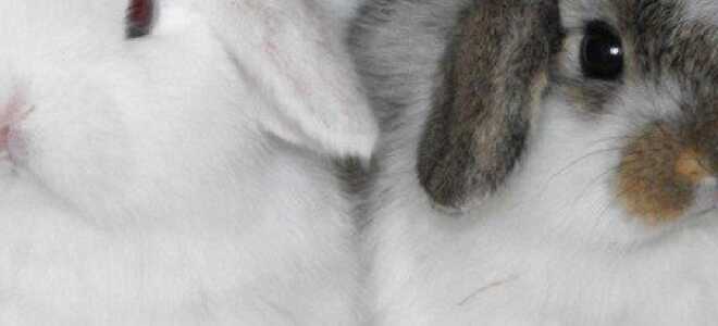 Разведение кроликов в домашних условиях разными способами