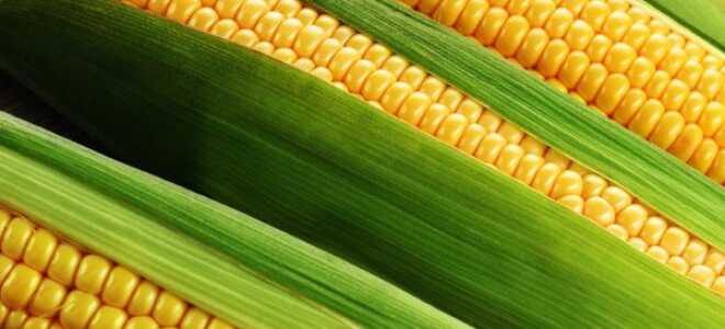 Кукуруза: характеристика, описание, биологические особенности