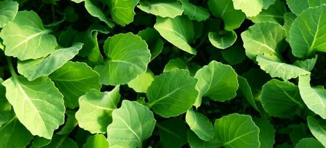 Когда сажать капусту на рассаду, сроки посева в 2020 году