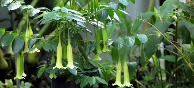 Комнатная кубанола — растение-гигант с шоколадным ароматом