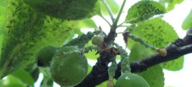 Тля на сливе: как бороться, народные средства, чем обработать