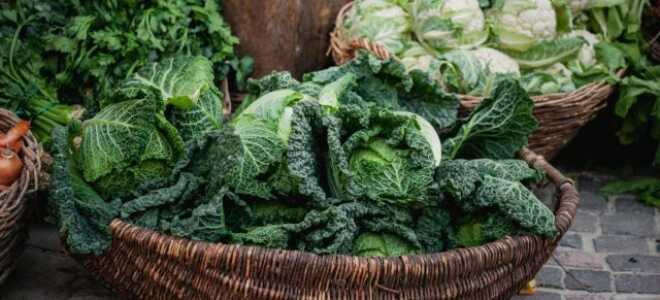 Японская, савойская, брюссельская и другая капуста