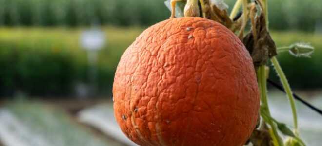 Гид по болезням тыквы — какие шансы спасти урожай?