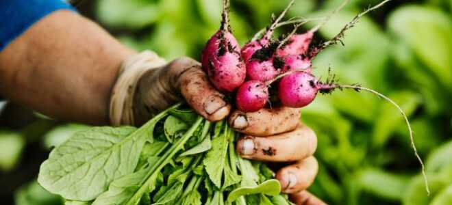 Огородные спринтеры: урожай каких овощей можно собрать через месяц после посадки