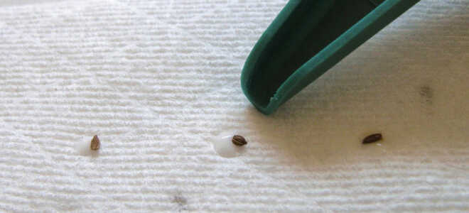 Семена на ленте своими руками: пошаговая инструкция изготовления с фото и рецептом клейстера