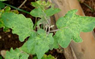 Вирусные заболевания рассады и взрослых растений