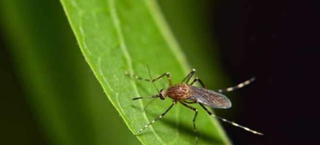 Как избавить свой участок от комаров экологичными методами?