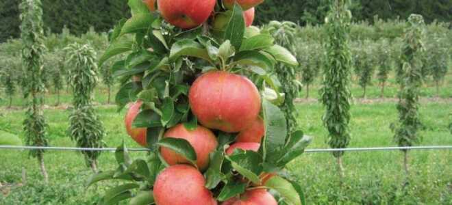 Яблоня колоновидная: сорта для Подмосковья