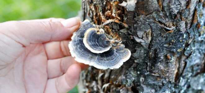 Грибы трутовики — съедобные, лекарственные и вредители сада