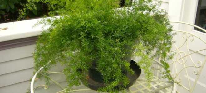 Аспарагус Шпренгера — лучший вариант для каскадного озеленения