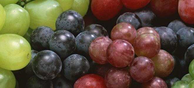 Посадка и выращивание саженцев винограда разными методами