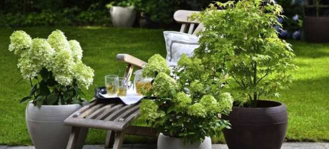 Модные новинки компактных многолетних растений