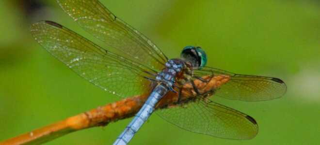 Стрекоза — воздушный волк