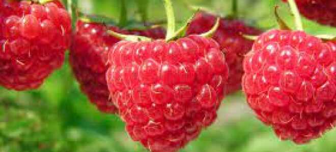 Выбор саженцев малины для сада