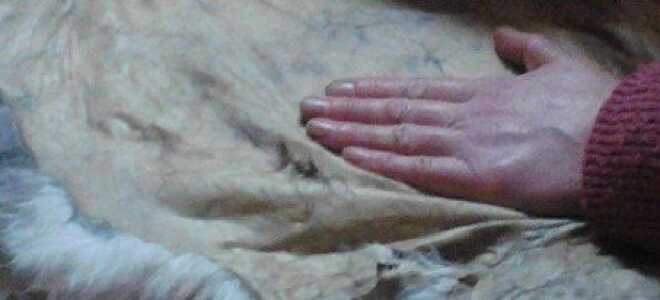 Выделка шкур кролика или как получить качественное сырьё