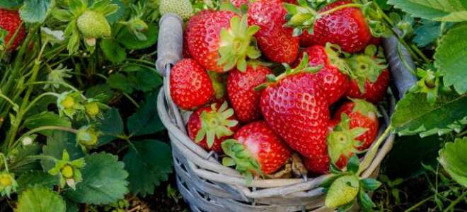 7 секретов большого урожая земляники садовой
