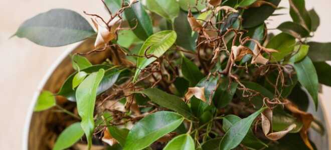 Фикус сбрасывает листья — как спасти зеленого любимца?