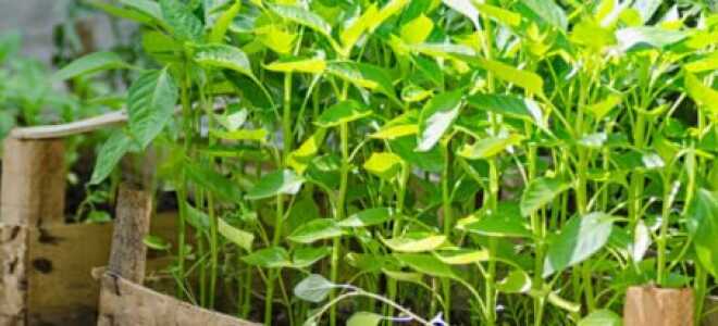 Болезни рассады перца и борьба с ними: почему не растет, падает, желтеет и прочее