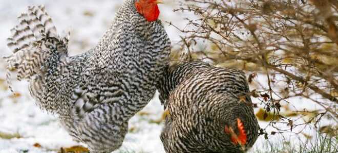 Как содержать кур на даче зимой без постоянного присмотра?