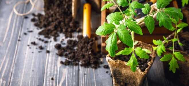 6 секретов хорошей приживаемости рассады