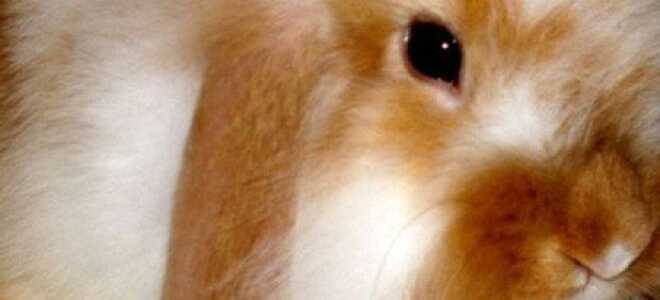 Основные прививки и вакцинация кроликам