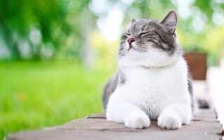 10 «нельзя» для хозяина кошки