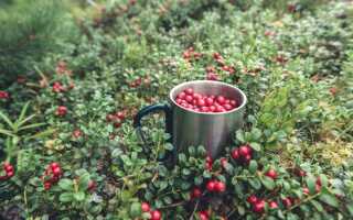 Давайте вырастим бруснику: правила ухода за ягодным кустарником