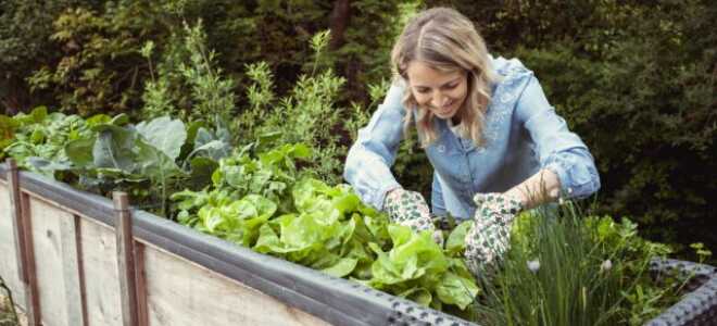 Как приподнятые грядки облегчат вам жизнь — 14 наглядных примеров