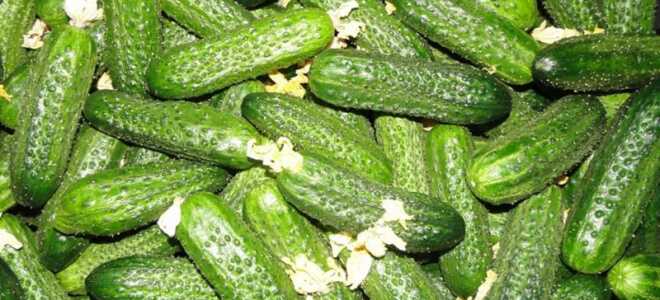 Подкормка огурцов, когда и чем удобрять, в том числе народными средствами