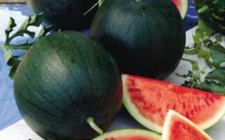 Арбуз Сахарный малыш: описание, вращивание, фото
