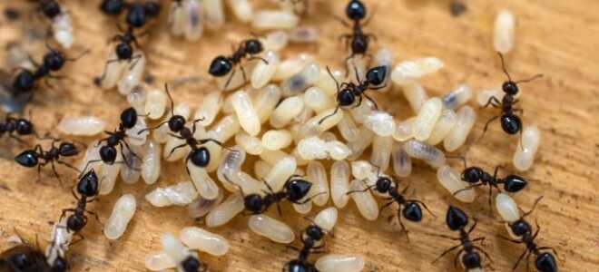 Как бороться с нашествием муравьев и не погубить полезных насекомых?