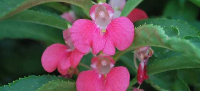 Бальзамин садовый: описание, посадка, выращивание из семян, фото