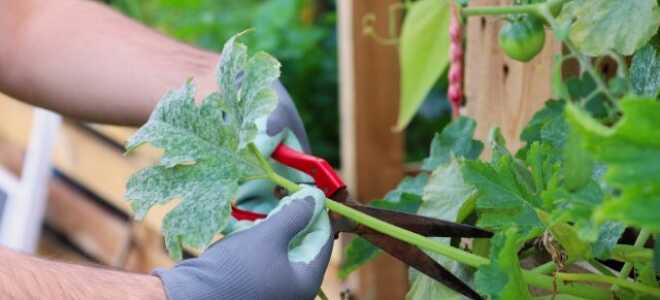 Как бороться с патогенными грибами — советы и эффективные методы от опытного садовода