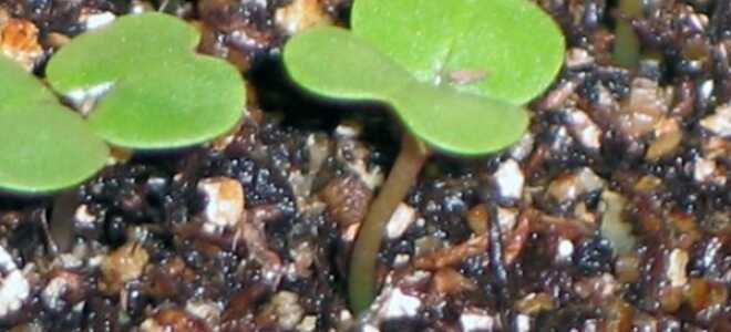 Посадка репы