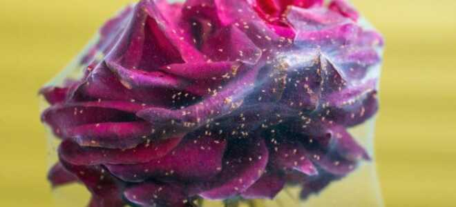 Что делать с вредителями в цветнике?