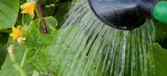 Полив огурцов