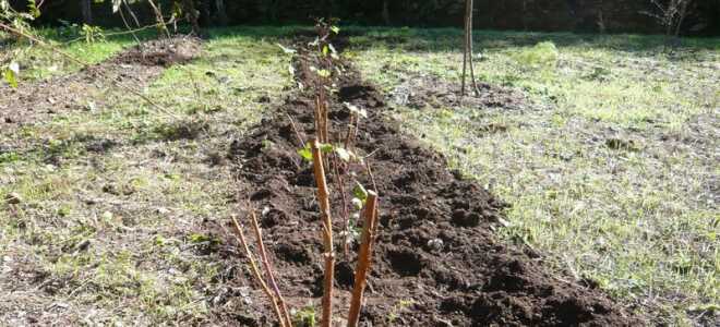 Пересадка малины осенью на новое место: сроки, правила, инструкции с фото и видео