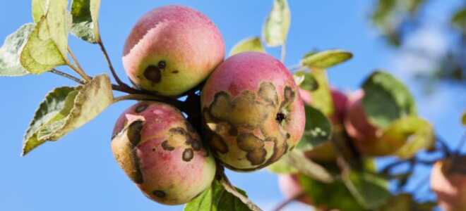 Как защитить свои яблони и груши от парши