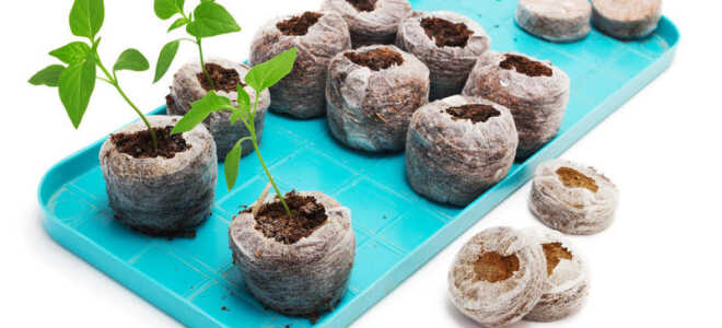 Посадка перца в торфяные таблетки, как правильно делать, а также отзывы о данном способе