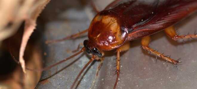 Как правильно выбрать средства от тараканов?