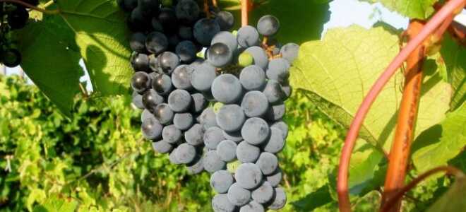 Виноград амурский — самый морозостойкий