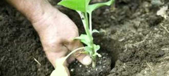 Посадка баклажанов