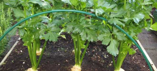 Пастернак: посадка и уход