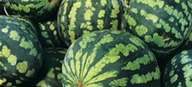 Арбуз Холодок: описание сорта, вращивание, фото